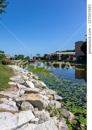 Water lily pond in Ishihama National Recreation Area, Unomisaki, Hitachi City, Ibaraki Prefecture 107003983