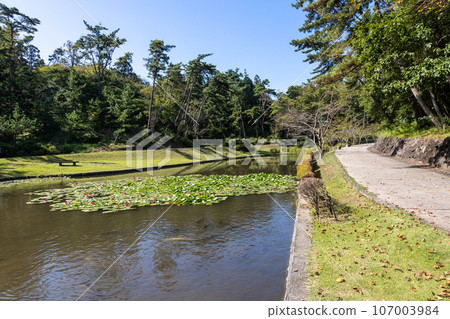 Water lily pond in Ishihama National Recreation Area, Unomisaki, Hitachi City, Ibaraki Prefecture Water lily pond in Ishihama National Recreation Area, Unomisaki, Hitachi City, Ibaraki Prefecture 107003984