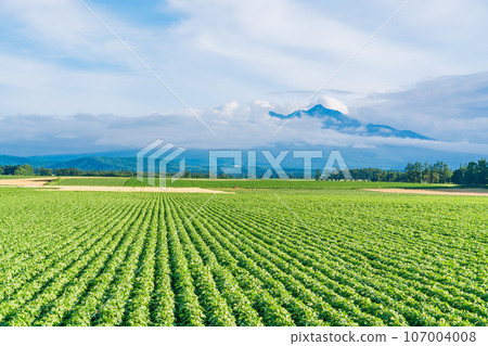 (Shari Town, Hokkaido) Mt. Shari across the vast vegetable field (Shari Town, Hokkaido) Mt. Shari across the vast vegetable field 107004008