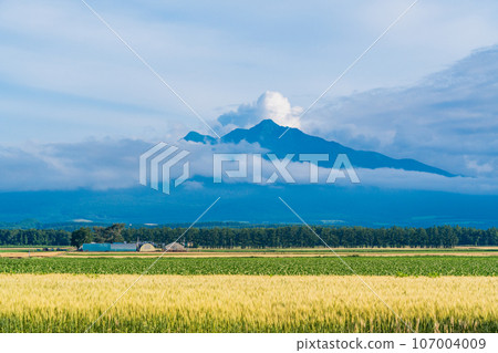 (Shari Town, Hokkaido) Mt. Shari across the vast wheat field 107004009