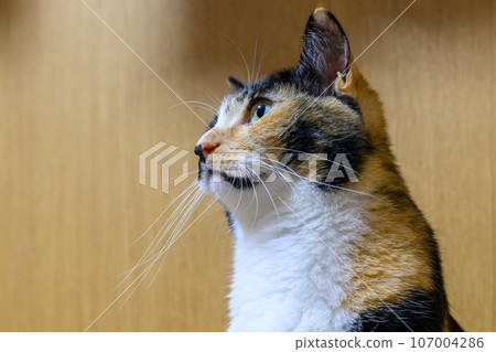 Cat looking up Cat looking up 107004286