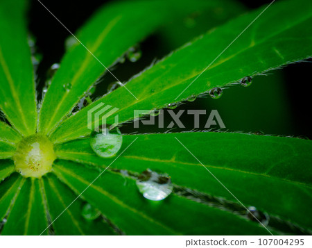 Macro of water droplets being repelled by a leaf Macro of water droplets being repelled by a leaf 107004295