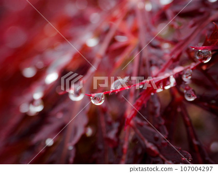 紅葉和滴 紅葉和滴 107004297