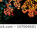Autumn leaves shining in black back 107004681