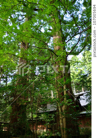 A power spot in Miyazawa, Maebashi City, Gunma Prefecture, Akagi Shrine's sacred tree, Tawara Cedar 107005694