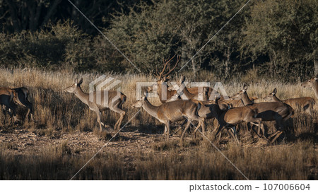 Red deer in Parque Luro Nature Reserve, La Pampa, Argentina 107006604
