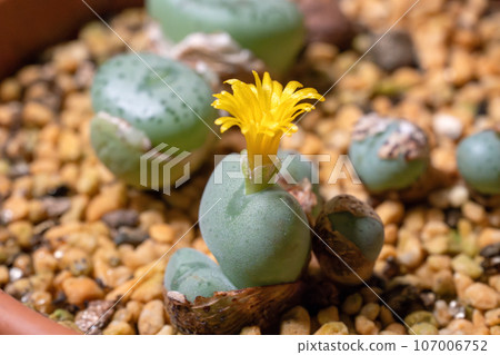 Conophytum (succulent) blooming after molting 107006752