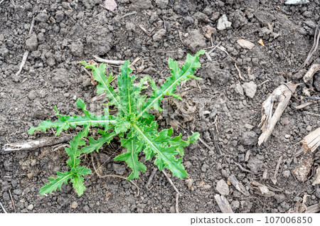 Noxious weed Musk thistle growing in a cultivated field Noxious weed Musk thistle growing in a cultivated field 107006850