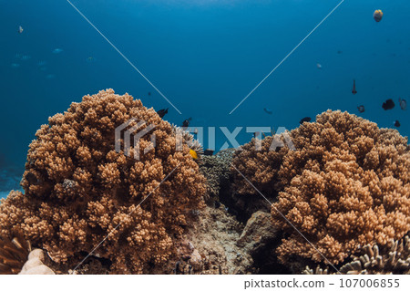 Healthy corals in the ocean near the island of Fuvahmulah in Maldives Healthy corals in the ocean near the island of Fuvahmulah in Maldives 107006855