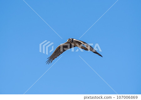 Long winged Harrier in flight, La Pampa province, Patagonia , Argentina 107006869