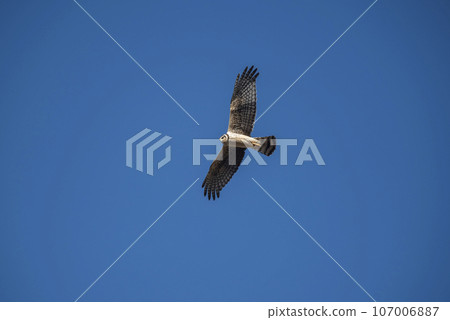 Long winged Harrier in flight, La Pampa province, Patagonia , Argentina Long winged Harrier in flight, La Pampa province, Patagonia , Argentina 107006887
