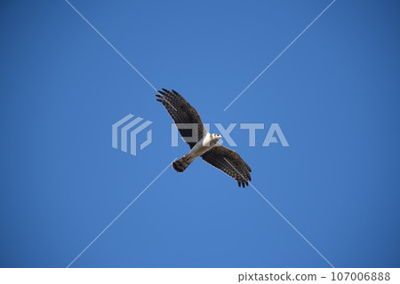 Long winged Harrier in flight, La Pampa province, Patagonia , Argentina Long winged Harrier in flight, La Pampa province, Patagonia , Argentina 107006888