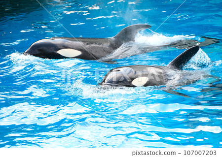 Killer whales at Nagoya Port Aquarium Killer whales at Nagoya Port Aquarium 107007203