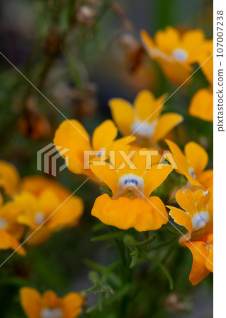 黃色花朵盛開的尼美西亞 黃色花朵盛開的尼美西亞 107007238