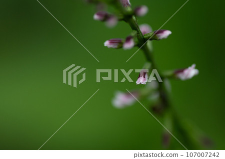 Close-up of a flower of a flower Close-up of a flower of a flower 107007242