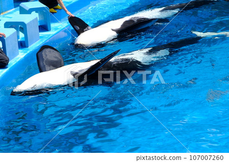 名古屋港水族館的虎鯨 107007260