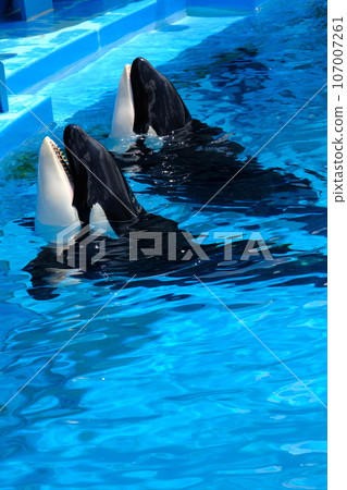 Dolphins of the Nagoya Port Aquarium 107007261