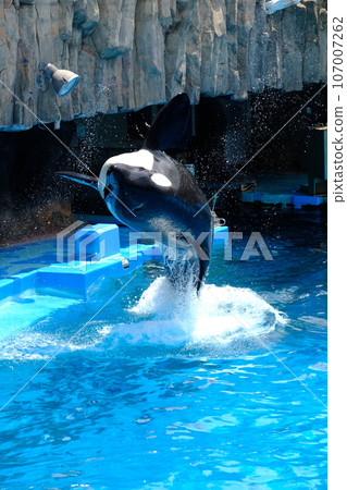 Killer whales at Nagoya Port Aquarium 107007262