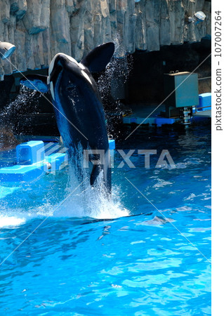 Killer whales at Nagoya Port Aquarium 107007264