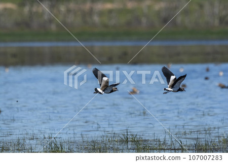Southern Lapwing, Vanellus chilensis in flight, La Pampa Province, Patagonia, Argentina 107007283