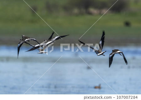 Southern Lapwing, Vanellus chilensis in flight, La Pampa Province, Patagonia, Argentina 107007284
