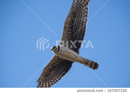 Long winged Harrier in flight, La Pampa province, Patagonia , Argentina 107007288