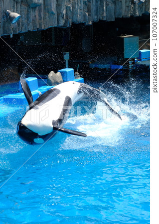 Killer whales at Nagoya Port Aquarium Killer whales at Nagoya Port Aquarium 107007324