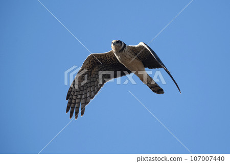 Long winged Harrier in flight, La Pampa province, Patagonia , Argentina 107007440
