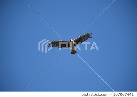 Long winged Harrier in flight, La Pampa province, Patagonia , Argentina 107007441