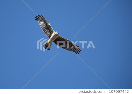 Long winged Harrier in flight, La Pampa province, Patagonia , Argentina 107007442