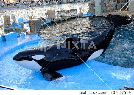 Killer whales at Nagoya Port Aquarium Killer whales at Nagoya Port Aquarium 107007509