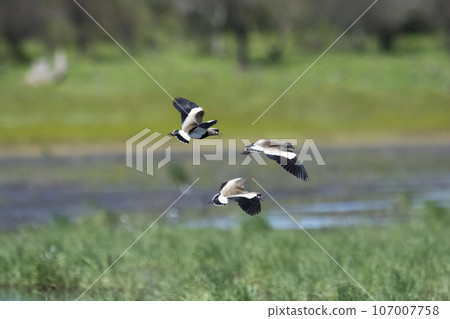 Southern Lapwing, Vanellus chilensis in flight, La Pampa Province, Patagonia, Argentina 107007758