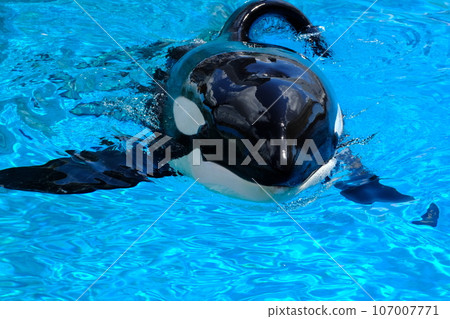 Killer whales at Nagoya Port Aquarium 107007771