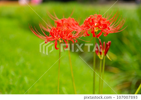 Beautiful red cluster amaryllis Beautiful red cluster amaryllis 107007893