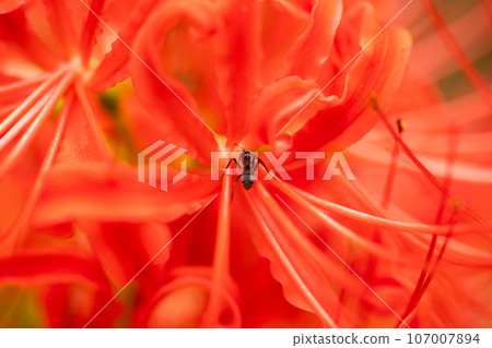 Beautiful red cluster amaryllis Beautiful red cluster amaryllis 107007894