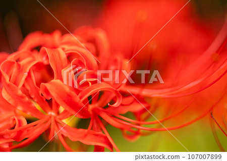 Beautiful red cluster amaryllis 107007899