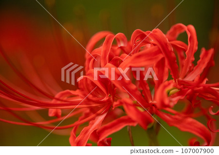 Beautiful red cluster amaryllis Beautiful red cluster amaryllis 107007900