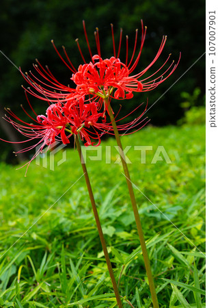 Beautiful red cluster amaryllis Beautiful red cluster amaryllis 107007901