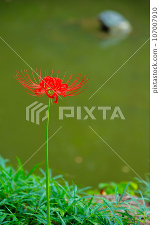 Beautiful red cluster amaryllis 107007910