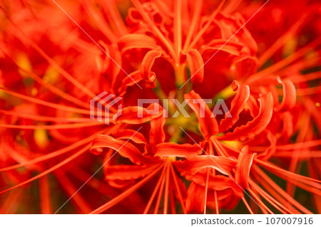 美麗的紅色Higanbana 107007916