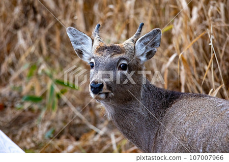 Young sika deer eating grass 107007966