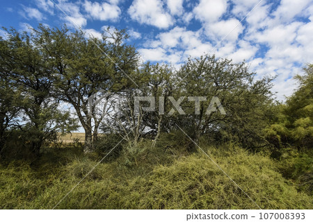 Calden forest landscape, La Pampa province, Patagonia, Argentina. 107008393