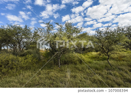 Calden forest landscape, La Pampa province, Patagonia, Argentina. 107008394