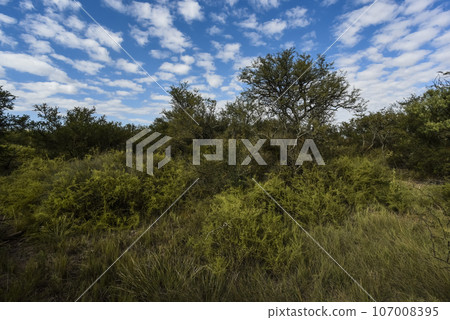 Calden forest landscape, La Pampa province, Patagonia, Argentina. Calden forest landscape, La Pampa province, Patagonia, Argentina. 107008395