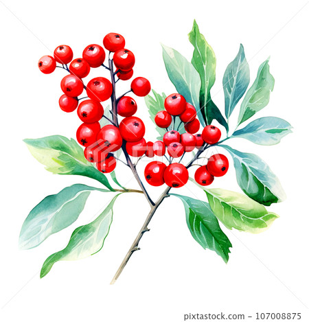 A Christmas decorative leaves and branches with winter red berries clipart isolated on Transparent Background. Christmas elements clipart. A Christmas decorative leaves and branches with winter red berries clipart isolated on Transparent Background. Christmas elements clipart. 107008875