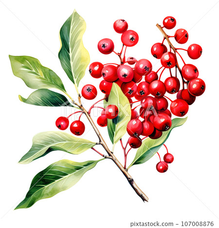 A Christmas decorative leaves and branches with winter red berries clipart isolated on Transparent Background. Christmas elements clipart. A Christmas decorative leaves and branches with winter red berries clipart isolated on Transparent Background. Christmas elements clipart. 107008876