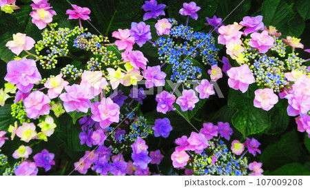 Spring landscape of hydrangeas in full bloom Spring landscape of hydrangeas in full bloom 107009208