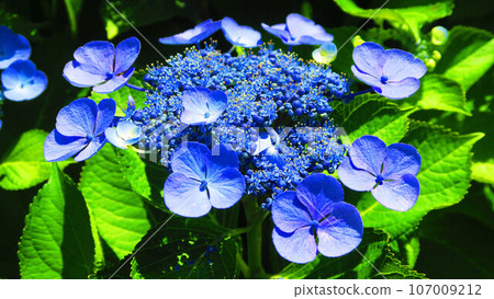 Spring landscape of hydrangeas in full bloom 107009212