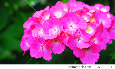 繡球花盛開的景色（東京都北區飛鳥山公園） 107009294