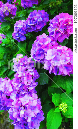 繡球花盛開的景色（東京都北區飛鳥山公園） 107009301